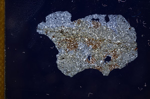 Cross Polarized, E4396