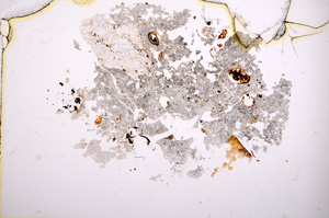 Plane Polarized, E4417