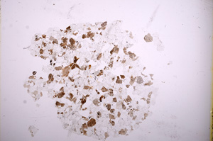 Plane Polarized, E4466