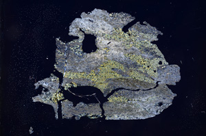 Cross Polarized, E4477