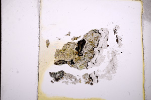 Plane Polarized, E4489
