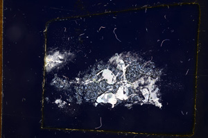 Cross Polarized, E4497