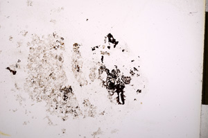 Plane Polarized, E4512