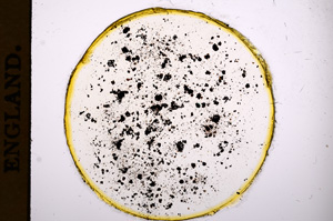 Plane Polarized, E4546