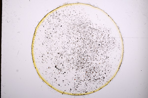 Plane Polarized, E4552