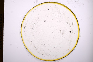 Plane Polarized, E4554