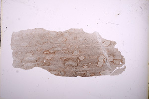 Plane Polarized, E4556