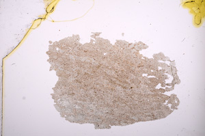 Plane Polarized, E4558