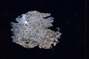 Cross Polarized, E4559