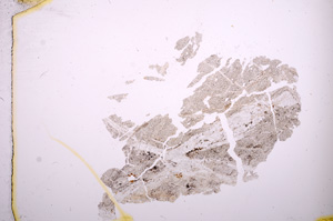 Plane Polarized, E4561