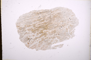 Plane Polarized, E4564