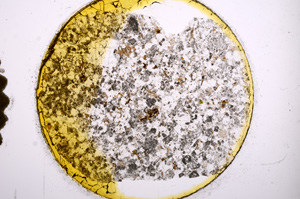 Plane Polarized, E4575