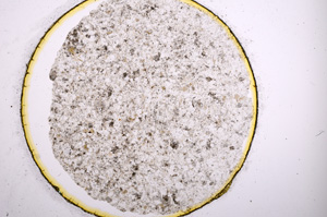 Plane Polarized, E4579