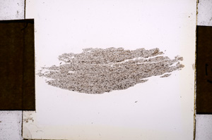 Plane Polarized, E4619