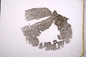 Plane Polarized, E4642