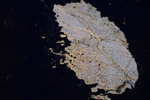 Cross Polarized, E4649
