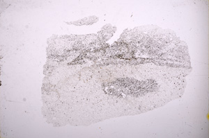 Plane Polarized, E4679