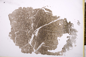 Plane Polarized, E4681