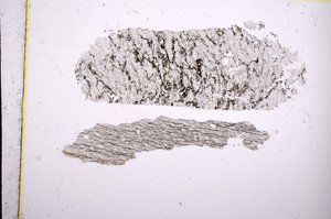 Plane Polarized, E4704