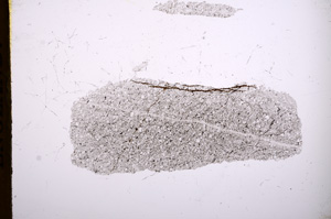 Plane Polarized, E4708