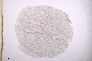 Plane Polarized, E4714