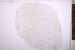 Plane Polarized, E4718