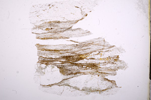 Plane Polarized, E4726