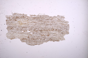 Plane Polarized, E4731