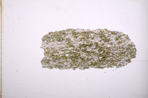 Plane Polarized, E4737