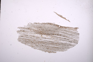 Plane Polarized, E4740