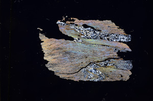 Cross Polarized, E4742