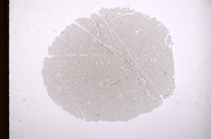 Plane Polarized, E4779