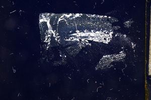 Cross Polarized, E4785