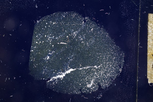 Cross Polarized, E4786