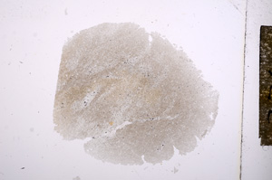 Plane Polarized, E4786