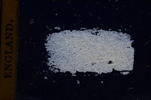 Cross Polarized, E4788