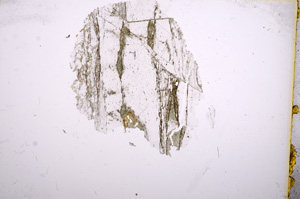 Plane Polarized, E4791