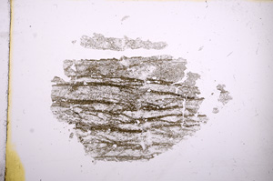 Plane Polarized, E4826