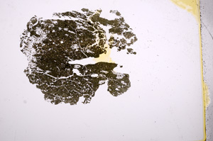 Plane Polarized, E4834