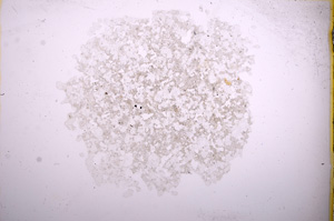 Plane Polarized, E4841