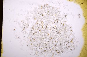 Plane Polarized, E4845