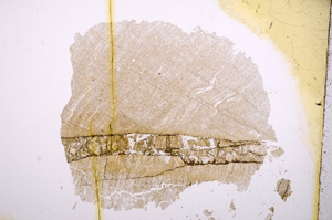 Plane Polarized, E4858