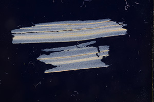 Cross Polarized, E4876