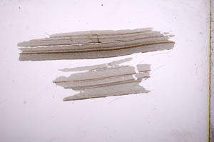 Plane Polarized, E4876