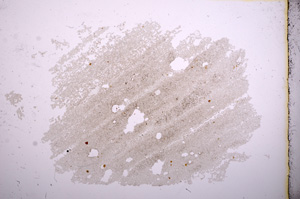 Plane Polarized, E4895