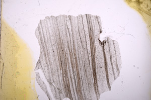 Plane Polarized, E4925
