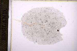 Plane Polarized, E4946