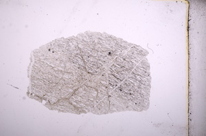 Plane Polarized, E4952