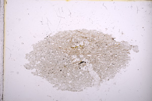 Plane Polarized, E4964