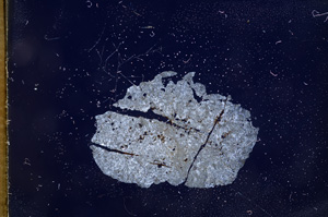 Cross Polarized, E4966
